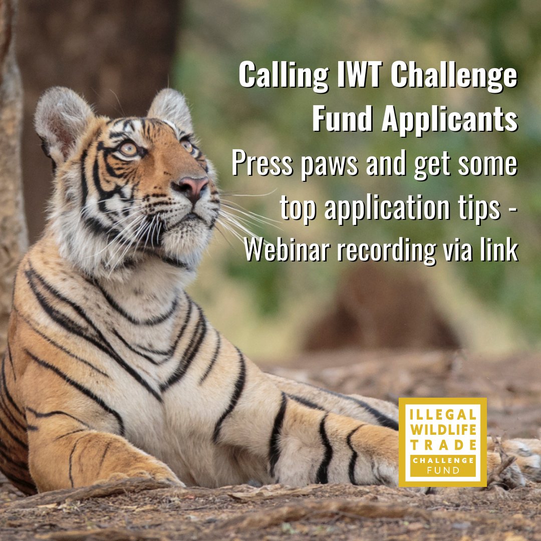 💡Last week the team shared their best tips on crafting a good #IWTCF application

Luckily for you we recorded it: iwt.challengefund.org.uk/iwt-challenge-…

🤝Help us tackle #IWT and contribute to #SustainableDevelopment – watch &apply!

🗓️Deadline 19 June

Don’t miss out, lets #EndWildlifeCrime