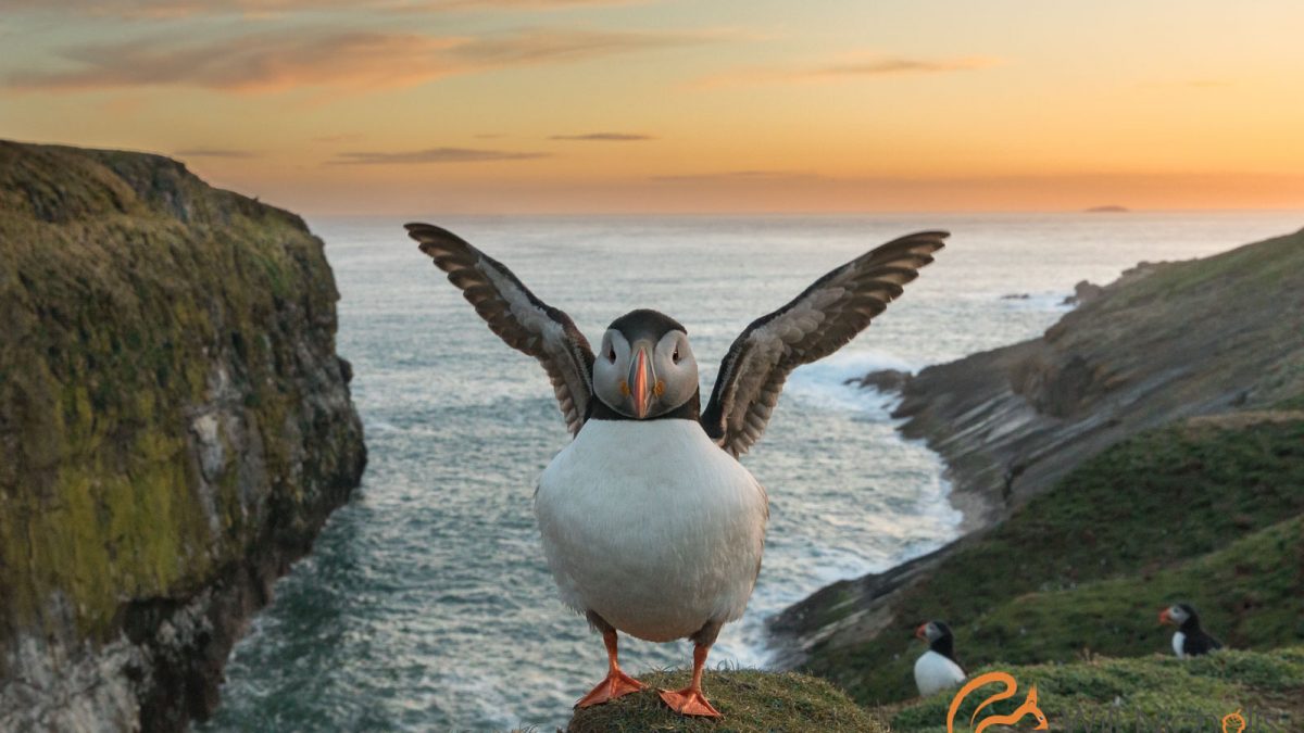 LexieJ's tweet image. Making a trip to Skomer on Sunday to some of these angels 🥲🥰