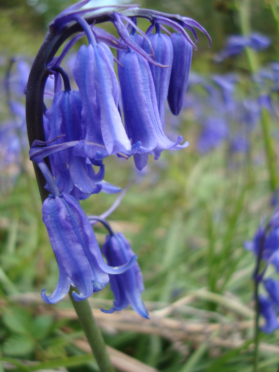 Is the long-held fear of losing the beloved British bluebell unfounded? New research from @RBGE_Science & partners published today @plantspplplanet indicates that the threat to native #bluebells from the Spanish ‘invader’ is not what we thought it was 👉bit.ly/42gLvuS