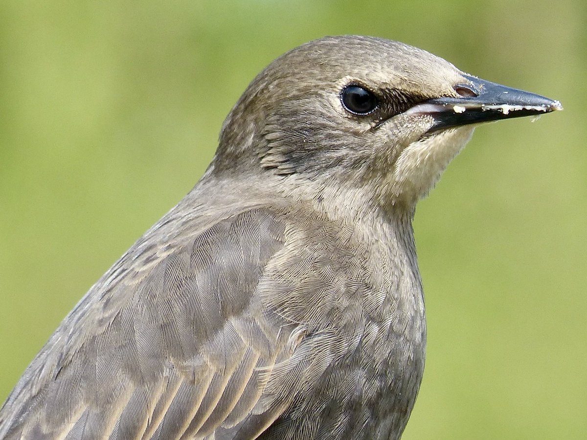 Young Starling in our Bedfordshire Garden.