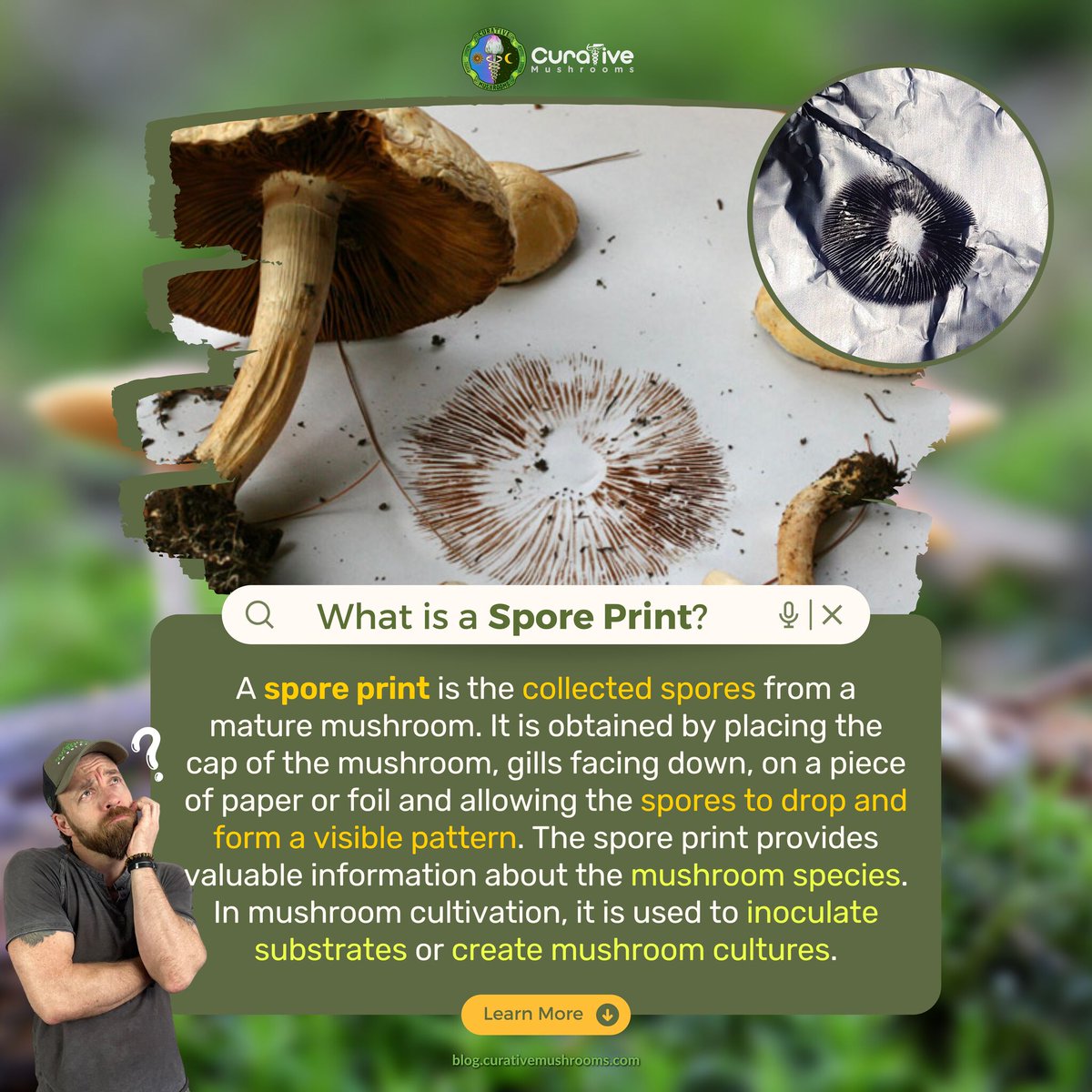 curative_mush's tweet photo. A spore print is the collected spores from a mature mushroom.
🌱🍄 Learn about Growing Mushrooms from Spore Prints:
➡️ https://t.co/Tb2iSOKmZT
.
.
.
#mushrooms #mushroomgrowing #mushroomgrower #mycology #fungi #sporeprint #mushroomspores https://t.co/0Wi72aLOEu