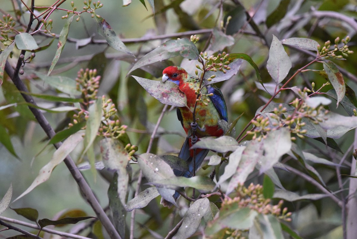 Ok, Twitcherers &/or birb gurus, I reckon this is a juvenile hybrid Crimson x Eastern rosella. The colour of the wing scalloping is Eastern, the torso is juve crimson, & white/blue fluffenchops are both. Please, correct me if I’m wrong.

#WildOz #OzBirds #parrots #abcmyphoto