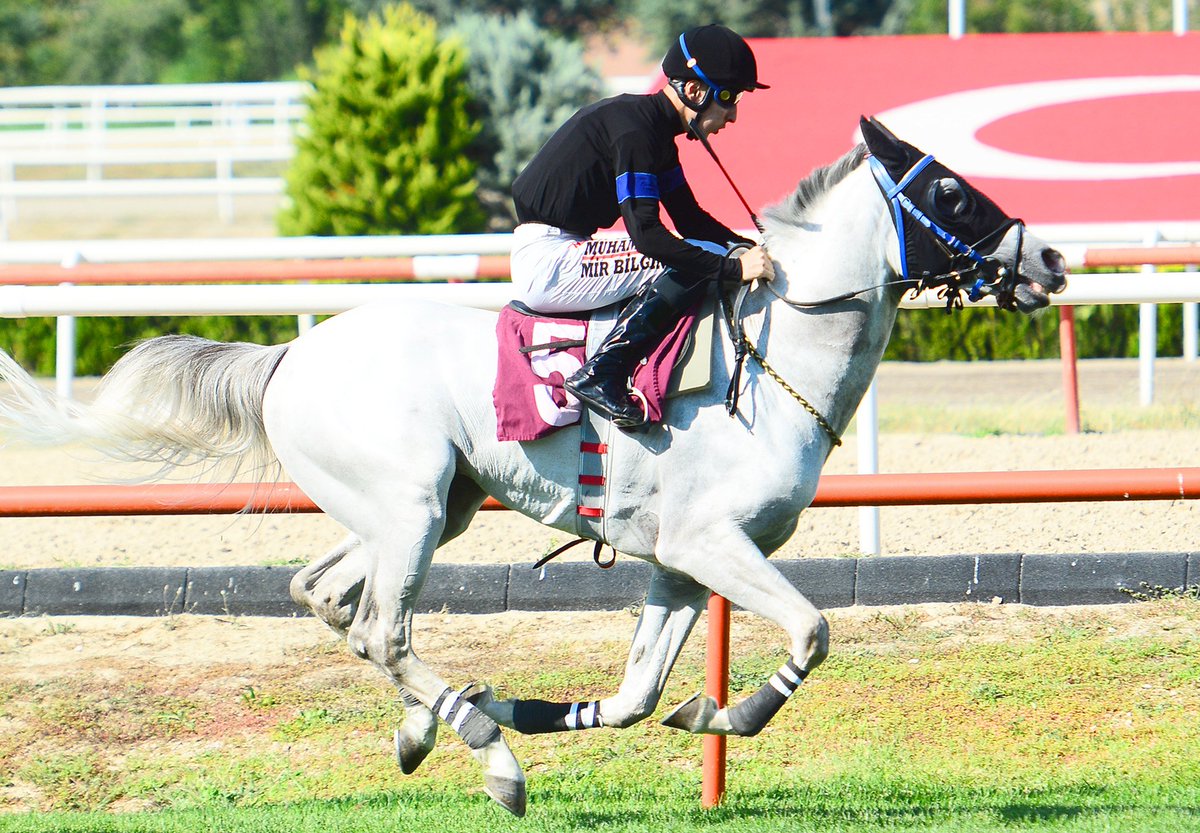 🏇 Özlendin MİRANALP  🏇

🔹29.07.2022 / KV-7 / Uludağ Üni. Vet. Fak. Koşusu / M.M.Bilgin