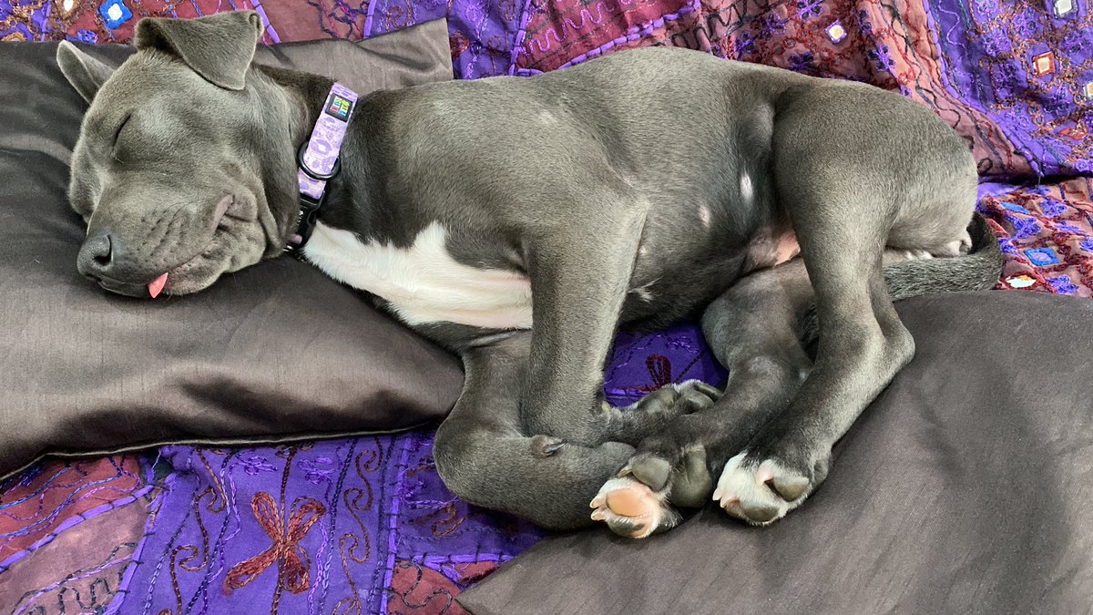 Misty supervising the WFH regime today. 

It’s a dog’s life.