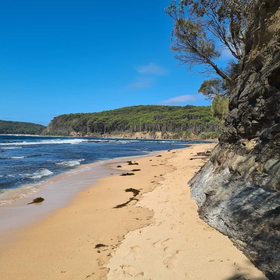 TheFODGroup's tweet photo. Murramarang National Park, 50 years since its declaration as a National Park in 1973. Back then it was just 975 hectares, a narrow coastal  park with an average width of 300 metres. The Friends of Durras have added another 10,300 hectares of land since 1973.
. https://t.co/t1gaEcgcIr