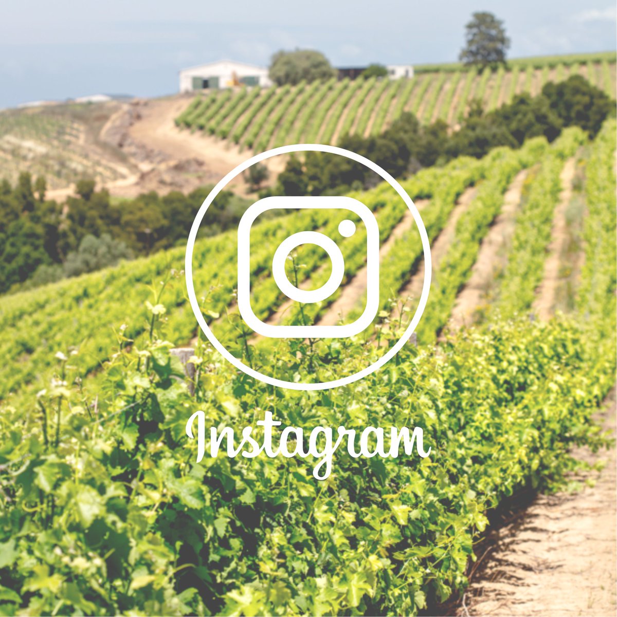 Wish I could share about Le Chant every day, but someone needs to make the wine 😉
If you want to see more about Le Chant Wines, go follow us on Instagram as well 🍷
@Lechantwines 
#wine #lechantwines #winemaker #southafricanwine