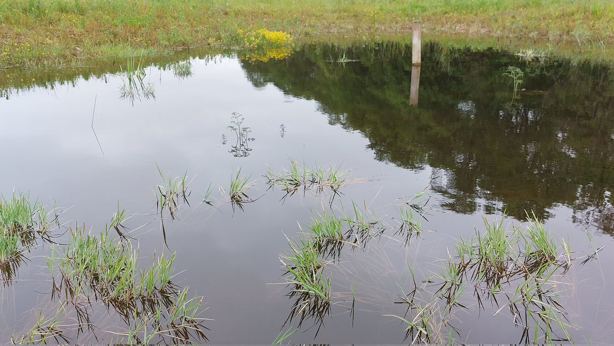 uclponds's tweet photo. 1/3: Restoration success!!! 10 #ghostpingo ponds ressurected by us & @NorfolkWT @tim_holt_wilson @norfolkponds over the last 2 yrs next to Thompson Common nestled in recovering species-rich grassland. Ponds getting well covered by plants & throwing up local rarities/specialities https://t.co/764yb8n3PN