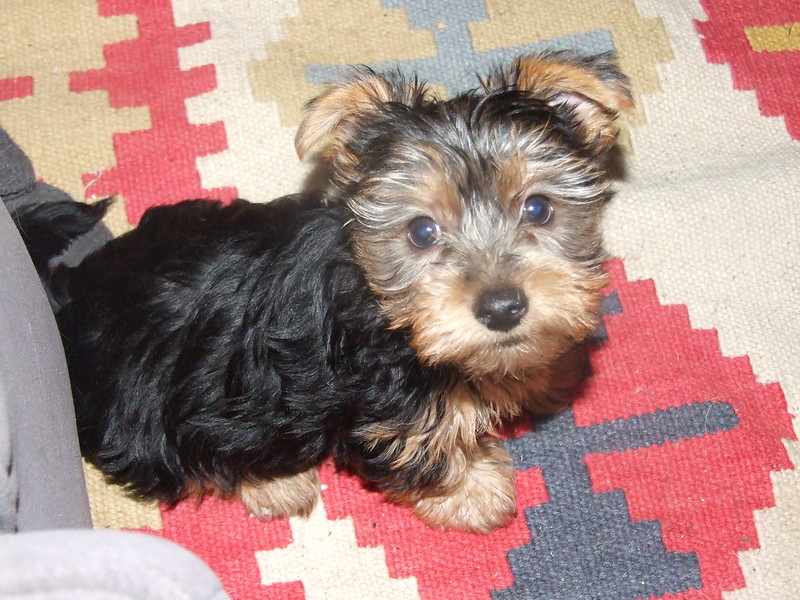 #buyyorkiepuppy
#puppyforsale
#pet