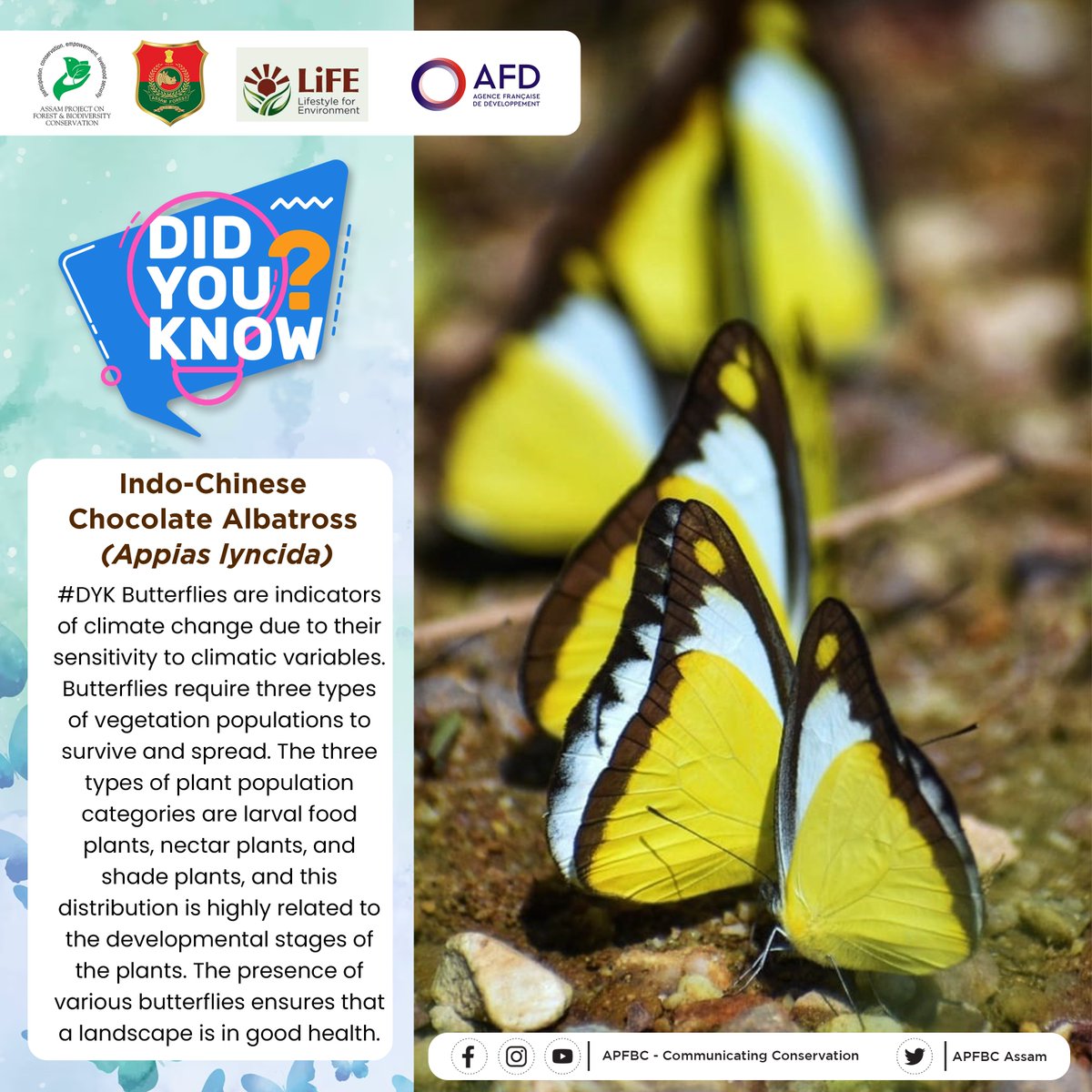 APFBC Assam on Twitter "DYK Butterflies are indicators of climate