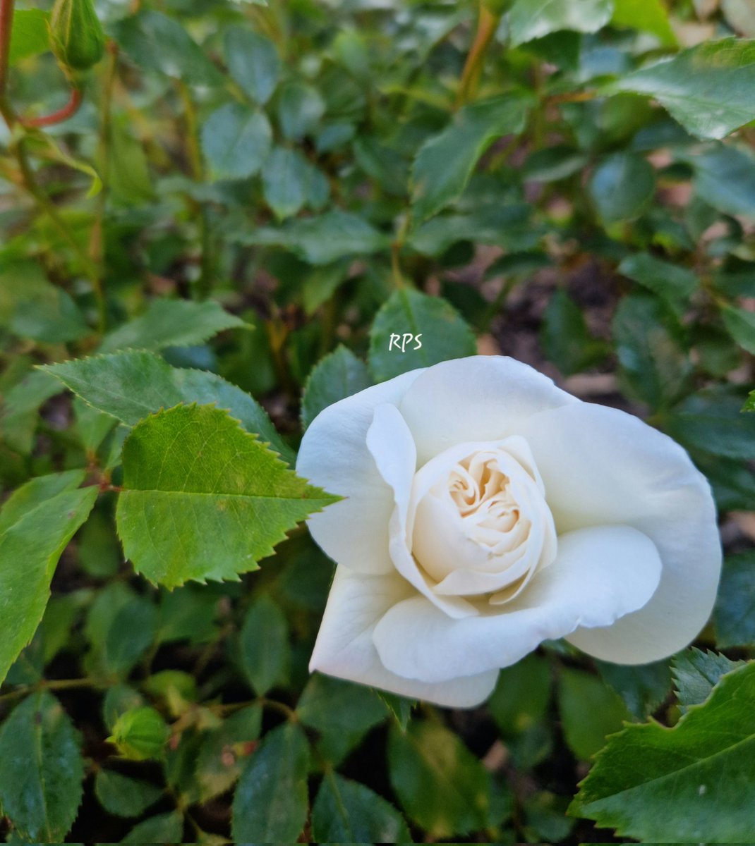 Guten Morgen ❣️ 😘 ☕️ 
Buongiorno ❣️ 😘 ☕️ 
Good morning ❣️ 😘 ☕️ 

#goodmorning #garden #flowerphotography