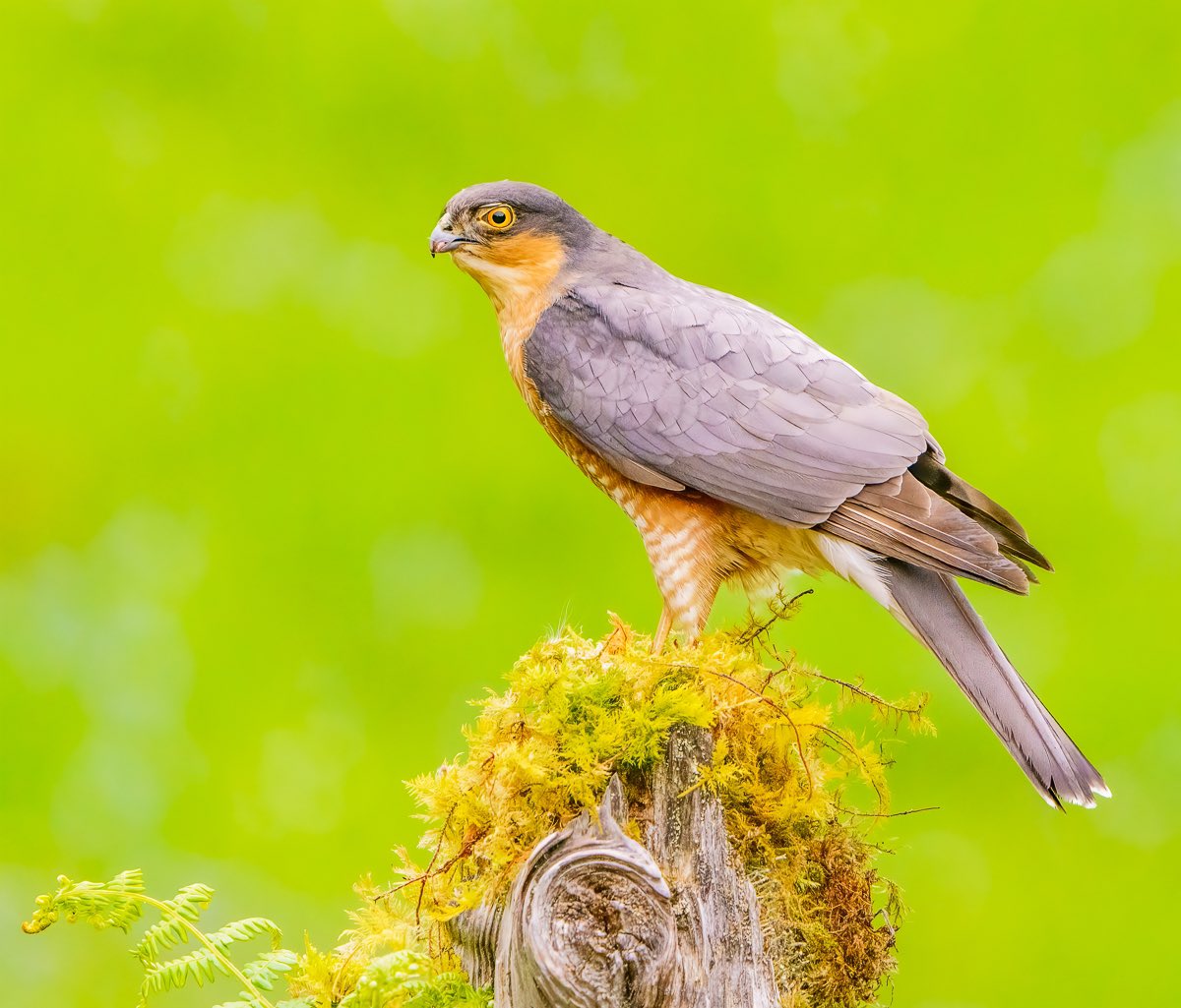 The magnificent Sparrowhawk @NatGeoPhotos @thetimes #bbcwildlifepotd #TwitterNaturePhotography #wildlifephotography #NaturePhotography #birding #sparrowhawk