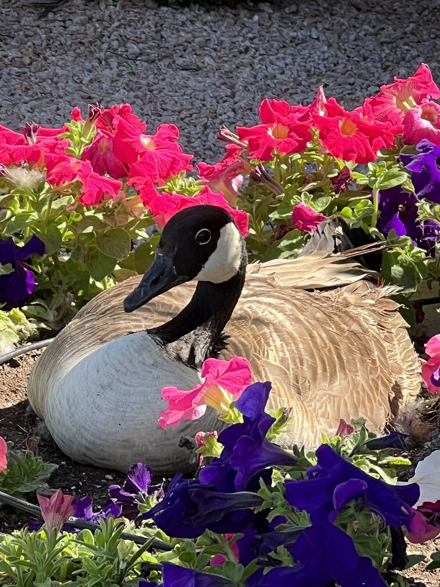 AleshaDrew's tweet photo. My breathe is taken away and my heart filled with joy every day being surrounded by such magnificent wildlife and the beauty of nature. @Christinaof9 

#wildlife #redearedsliders #fish #water #lakeview #breathtaking #joy #beautyofnature #magnificentwildlife #cats #ducks #geese https://t.co/1SqeUmA09h
