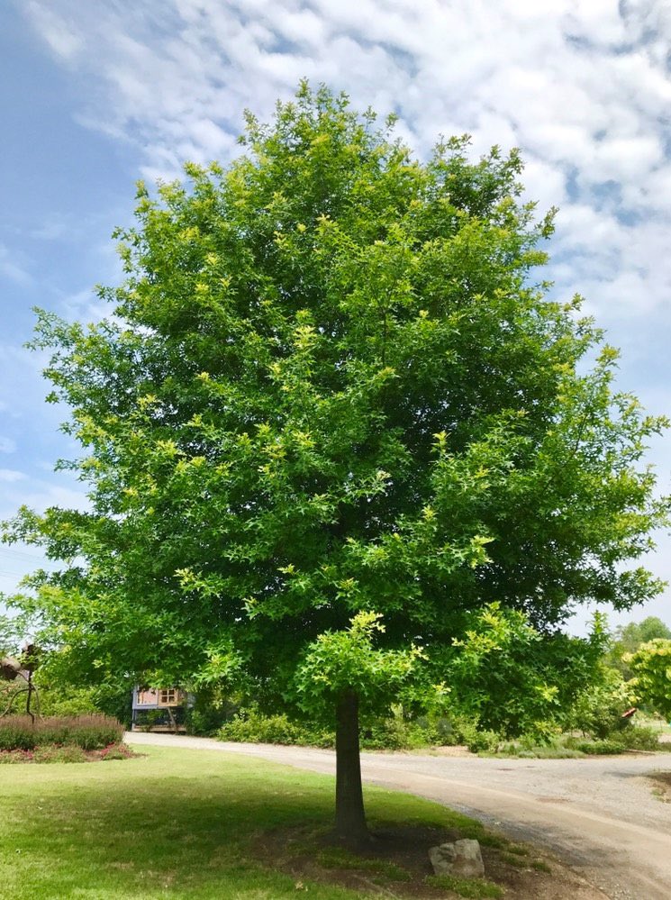 #Dyk: For those born in June, your birth tree is an OAK TREE

It signifies bravery, strength, royalty, and character. This is the king of the woods or the summer king. The gigantic oaks endure for generations with as much of the tree below ground as above.
#OakTree 
📸: Courtesy