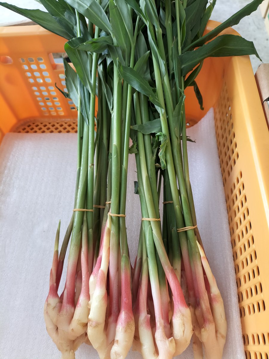 静岡産。新生姜！
沢山仕入れてしまいました💦💦
シャキっとスキッと季節のオススメ。