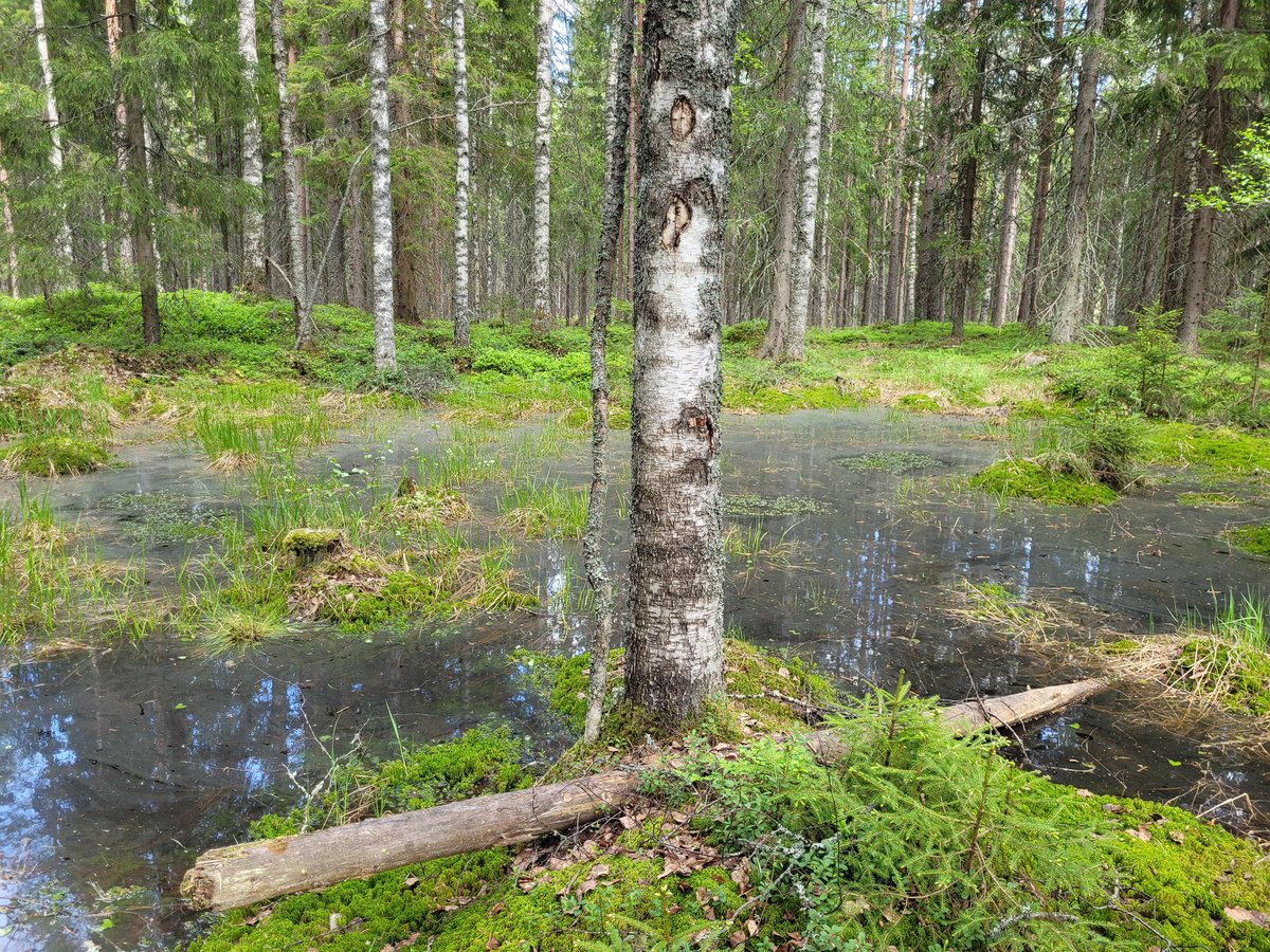 On selvää, että #luontokato ei näillä toimilla hidastu eikä korjaannu. Liesjärven kansallispuistossa on edelleen hieman laajennusmahdollisuuksia, esimerkiksi nämä myös avohakkuuta odottavat Metsäsaaren metsät. Mikä näiden suojelun esteenä on? @metsateollisuus puupula? 5/5