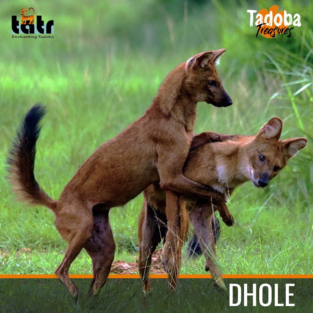 Discover the wonders of #TadobaAndhariTigerReserve: Endangered Dholes thrive here! Thanks to #TATR's unwavering commitment, these Indian Wild Dogs find a safe haven in this sanctuary! #TadobaTreasures #ConservationSuccess #DholeProtection #Wildlife #Dhole