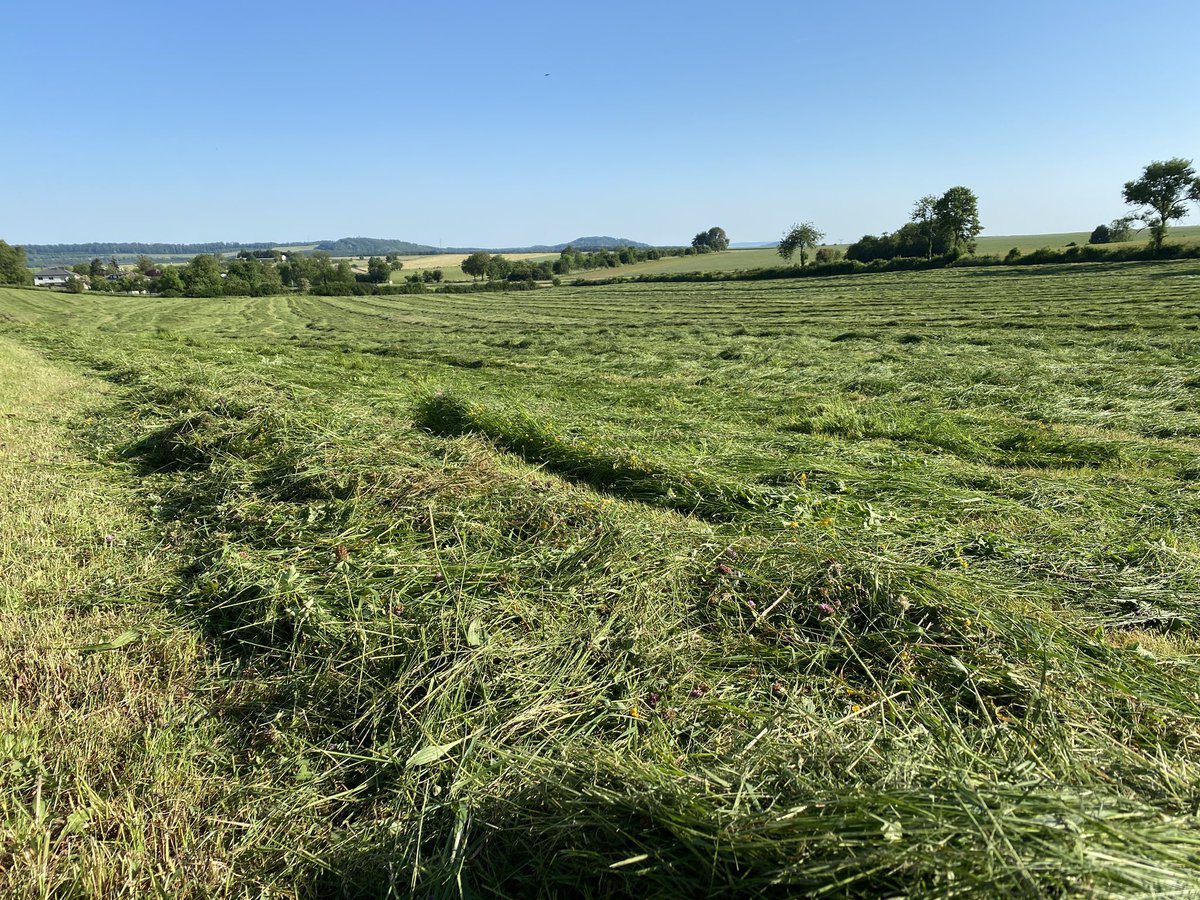 Des foins de la Nièvre après une diagonale à travers des #agricultures variées je passe à ceux des #Vosges
Respiration à pleins poumons de cette #prairie coupée de bon matin
Bel instant