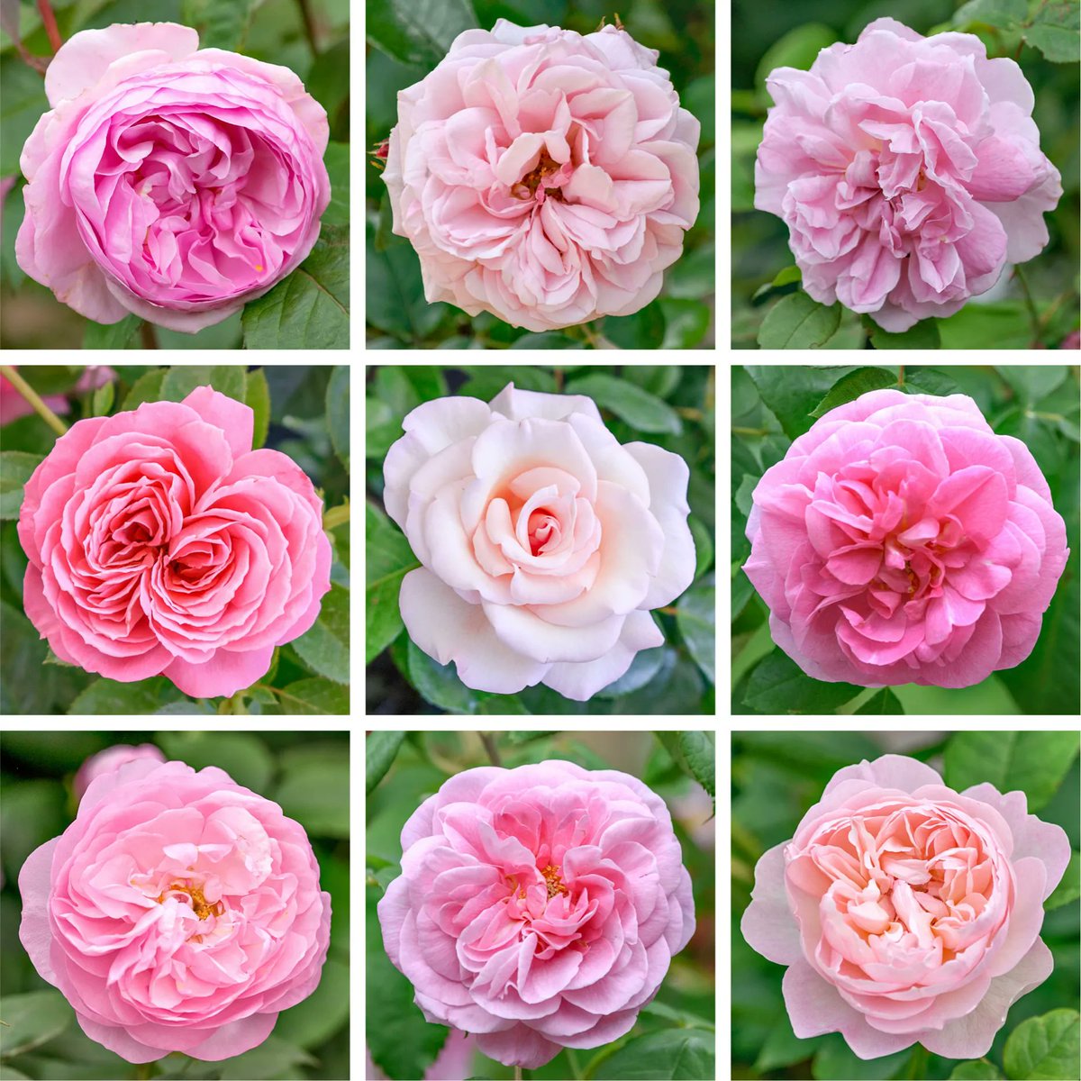 VenetiaJane's Garden tweet media