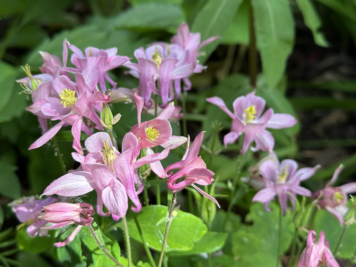 Pink Aquilegias in the sunshine 🌿☀️🌸🌞🌸🌿
I made a big effort to spread more Aquilegias around last year, they’re small yet, but beautifully formed 🌿🌸
#Flowers #GardeningTwitter