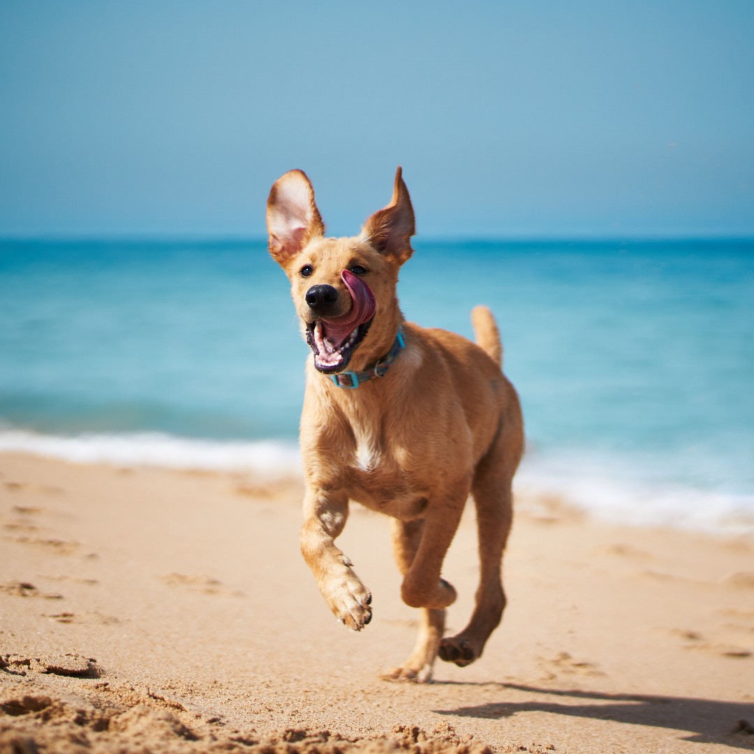 NIrawpetfoods's tweet photo. It's officially June, which means Summer is just around the corner! Who's excited?! 

#NaturalInstinct #RawFedDogs #RawDogFood #BARFDiet #Summer https://t.co/kdwPtCBWX9