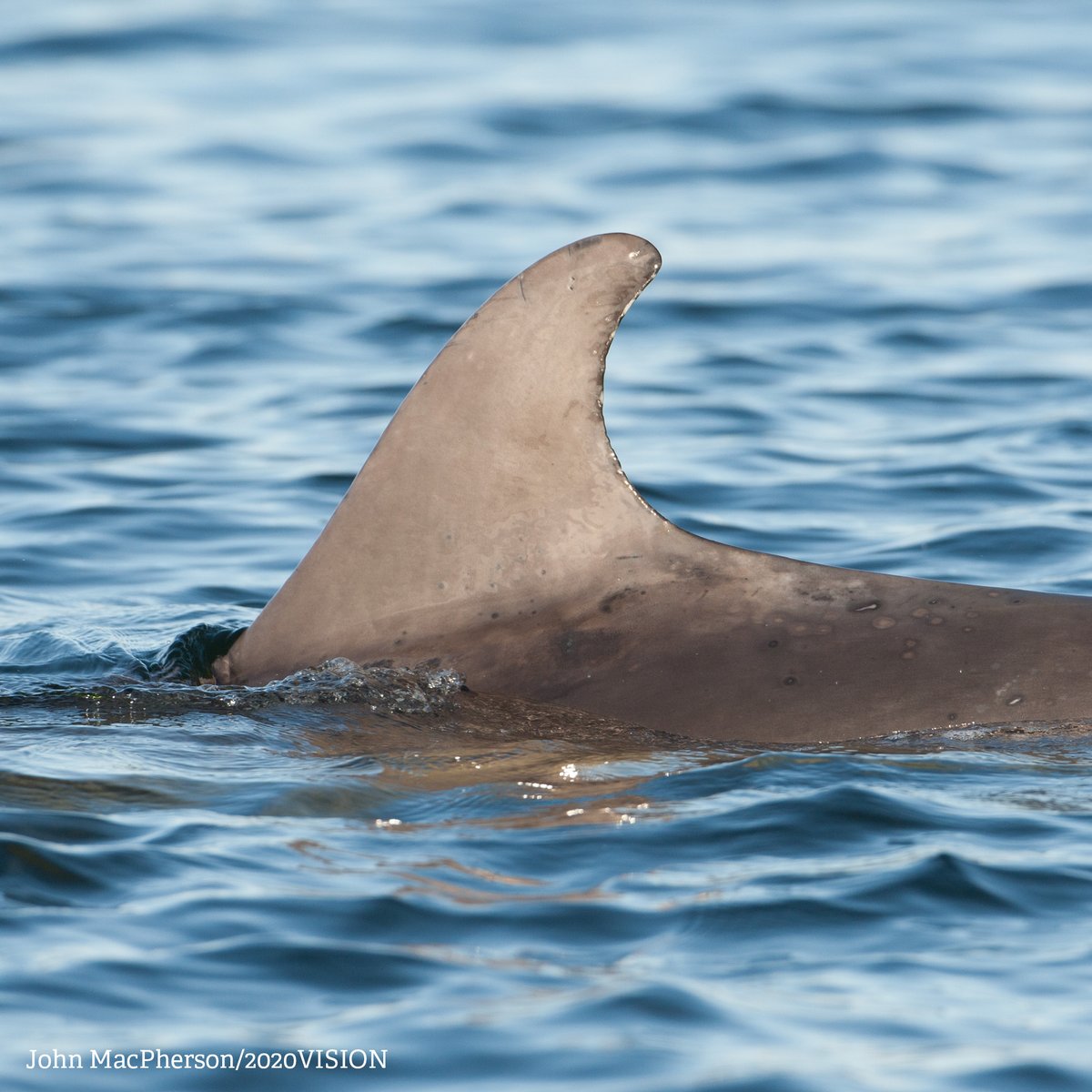 #30DaysWild is here! Here are 5 species to look out for this month! ☀️

🐞Thick-legged flower beetles 
🐸 Common toads 
🌔Nightjars
🌸Thrift 
🐬 Bottlenose dolphins

👉Read more: welshwildlife.org/blog/welsh-wil…

#WelshWildlife #Toads #Dolphins #Insects #Birds #Wildflowers