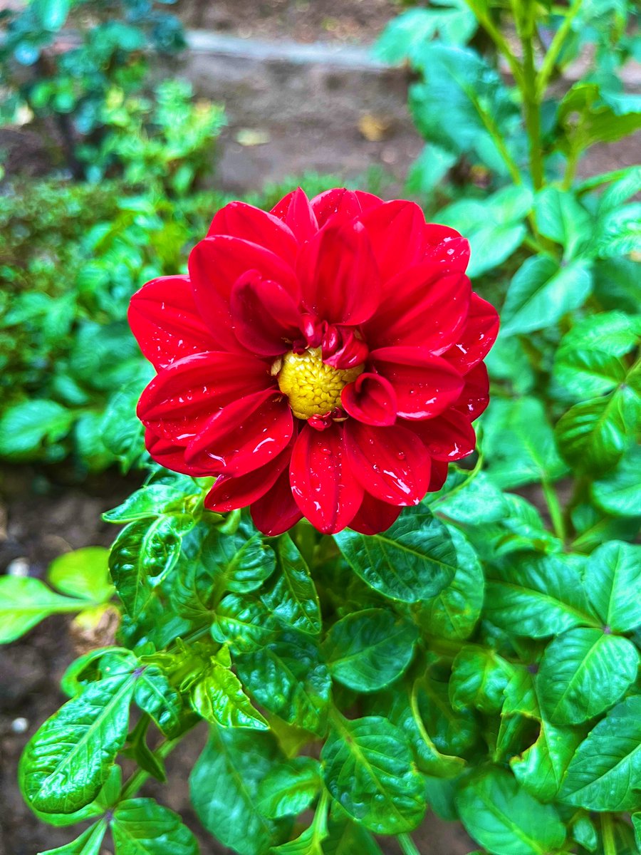 asmatusmani's tweet photo. Let’s begin June with my favourite Dahlia #WelcomeJune #dahlialove #beauty #Dalhia #Flowersinmygarden #GardeningTwitter #GardeningInspiration #HappyThursday #Mygarden #flowers #flowerphotography #NatureIsAmazing #Thursedayvibes  #June1 https://t.co/VyOljowYiG