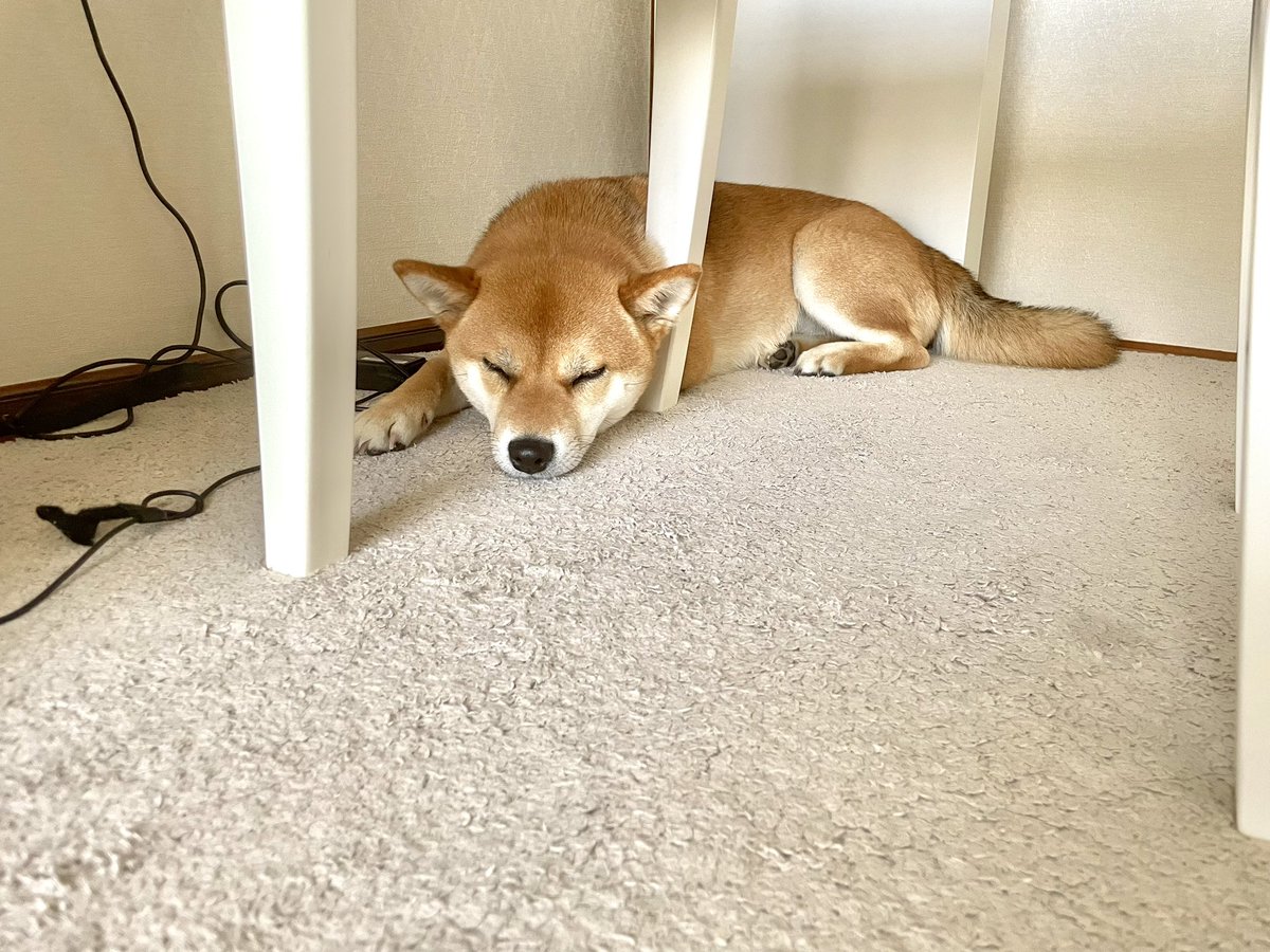 OideMari32234's tweet photo. 自分の睡眠はしっかり保ちつつ
構ってほしいアピールをするため、

リビング→階段→ドアの前→部屋の中→ソファの上→足元(イマココ✨)

と朝から大移動をする犬。

＃柴犬
＃shibainu 
＃飼い主は仕事中だよ https://t.co/0KsDRo3rkd