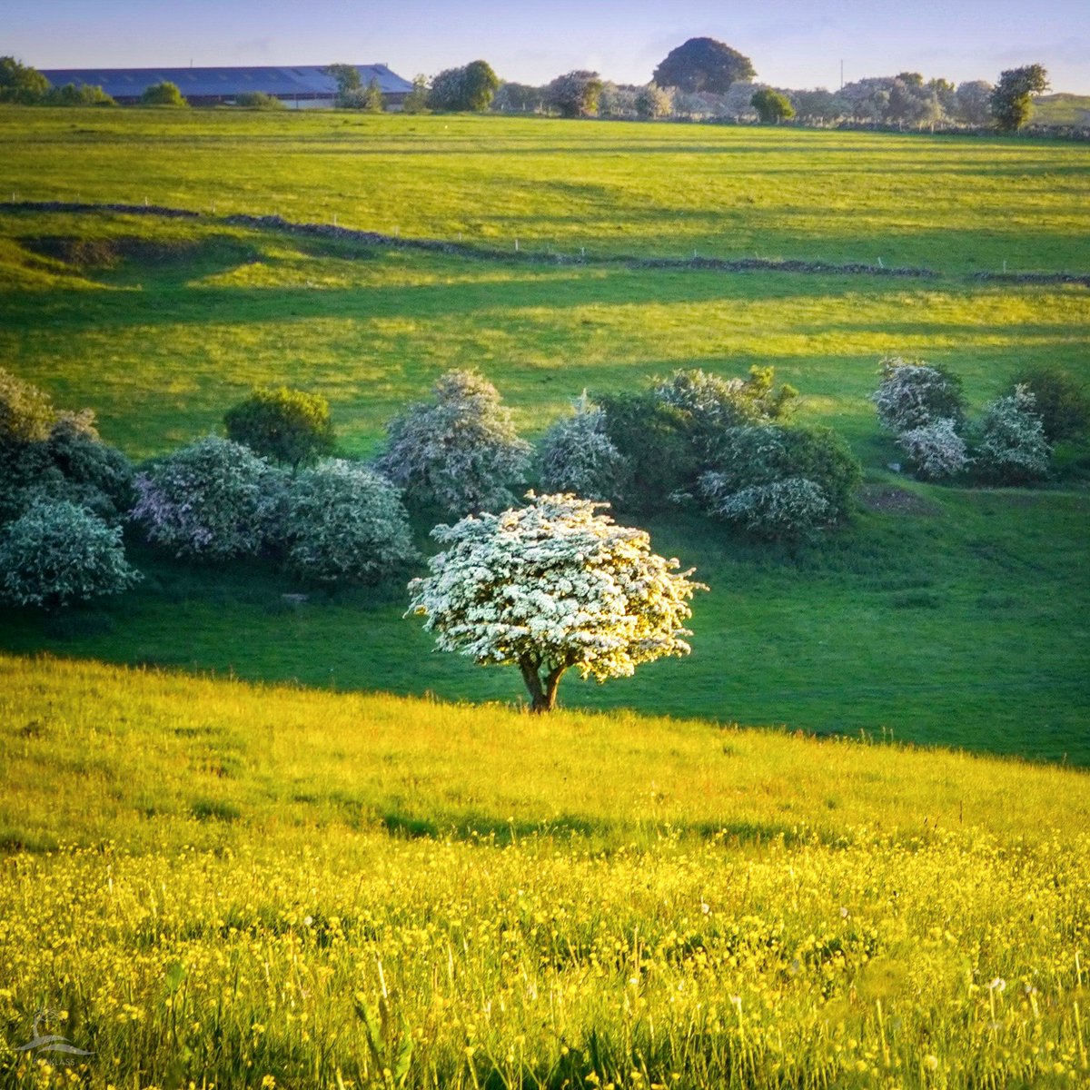 Happy June! I wanted to revel in every minute of May, but it zoomed by in a blur of buttercups and hawthorn blossom. Now the chicks have fledged, the lambs are mini sheep, and June is swaying in with her arms full of foxgloves and poppies. I hope it’s a good month for us all.