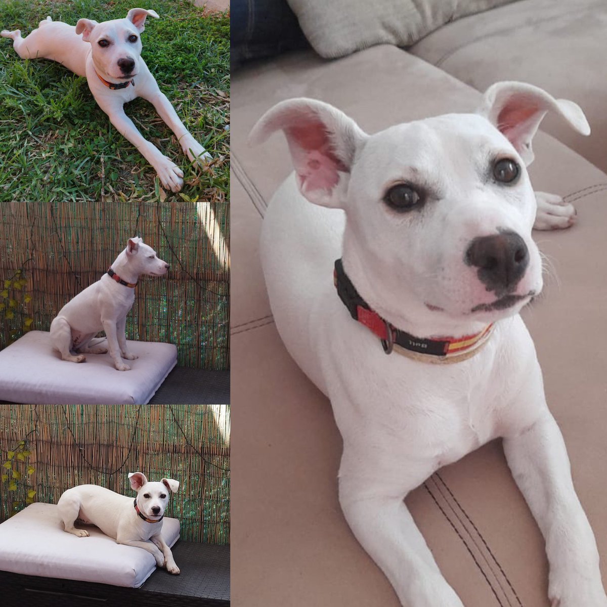 Juan Marcos se marchó dejando atrás un regalo que está esperando alguien que lo adopte, una perrita de 8 meses, mediana de 9 kg, con sus vacunas, chip y de carácter alegre y cariñosa.
Ven por ella a facebook.com/perritosHiguer…

#JucilSuma
#EnEstaFamiliaNadieLuchaSolo