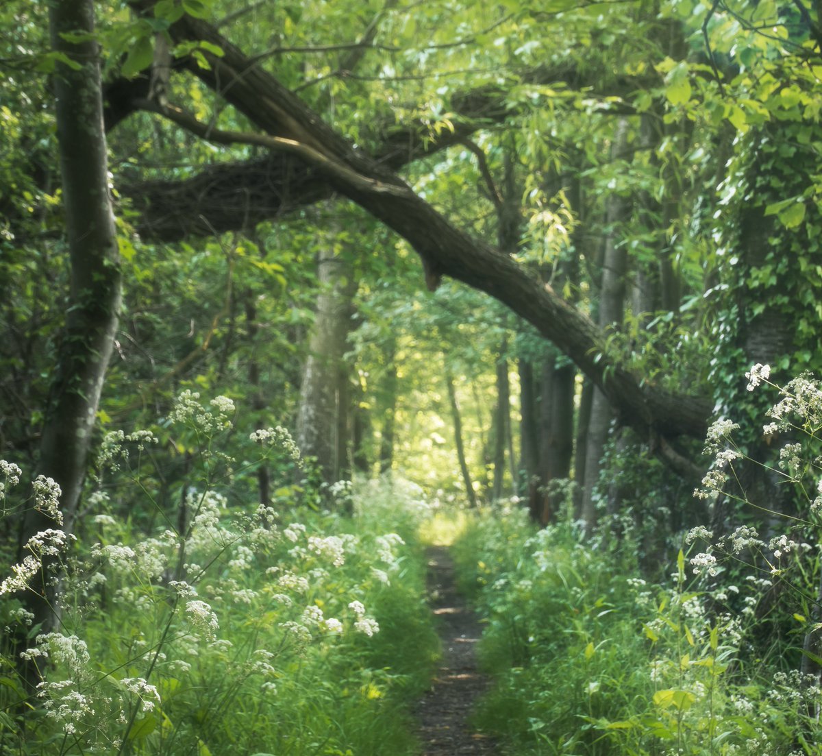 Footpaths through the trees. #ThePhotoHour @ThePhotoHour @StormHour @lessismoremike