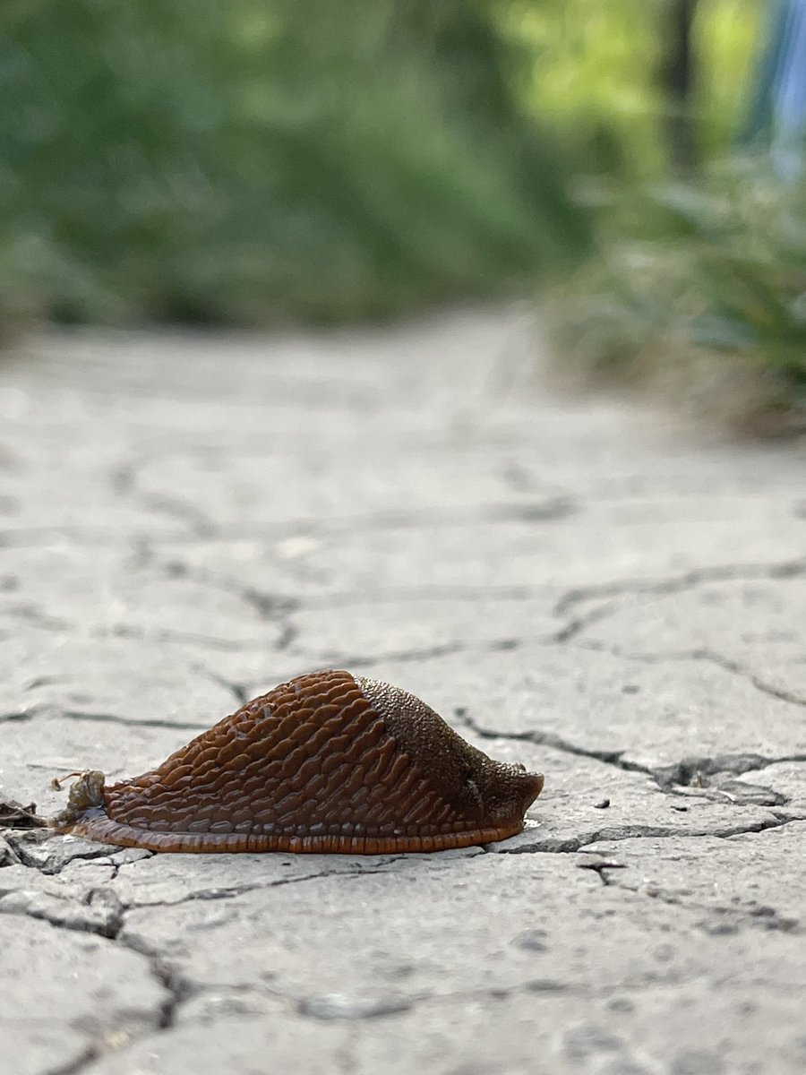 GM! 👁️📈🟢🐌