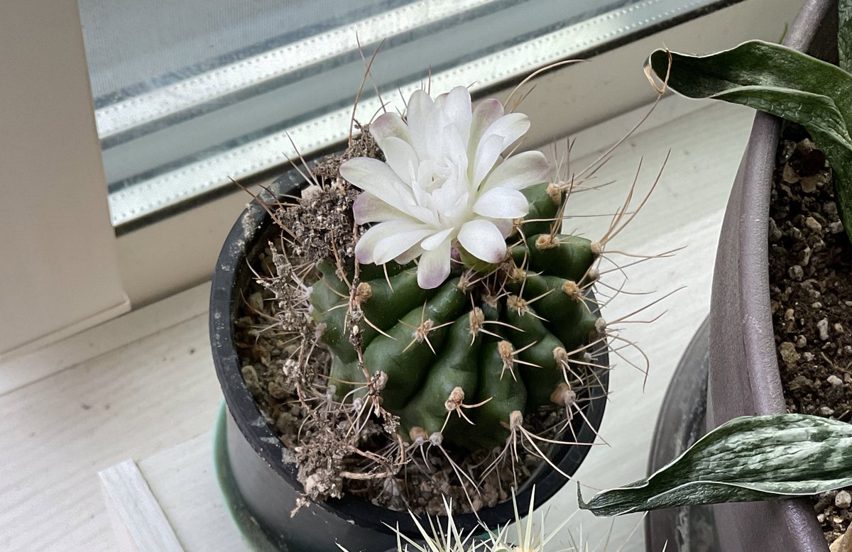 サボテンに花が咲きました https://t.co/ujbsQOSDgo