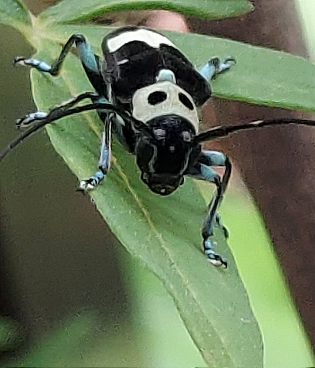 yzbekO's tweet photo. 🐜 ラミーカミキリ 🐜
葉っぱの上に白黒 ?
寄ってみたら ♪♪
かみきり虫 ???
・
すぐ何処かへ TTTT
・
#昆虫 #Insect
#かみきり虫
#ラミーカミキリ
#Ramie髪切
#ParagleneaFortunei
#カミキリムシ科
#ラミーカミキリ属
#InsectPictures
#Macrophoto https://t.co/mcaI0F2kru