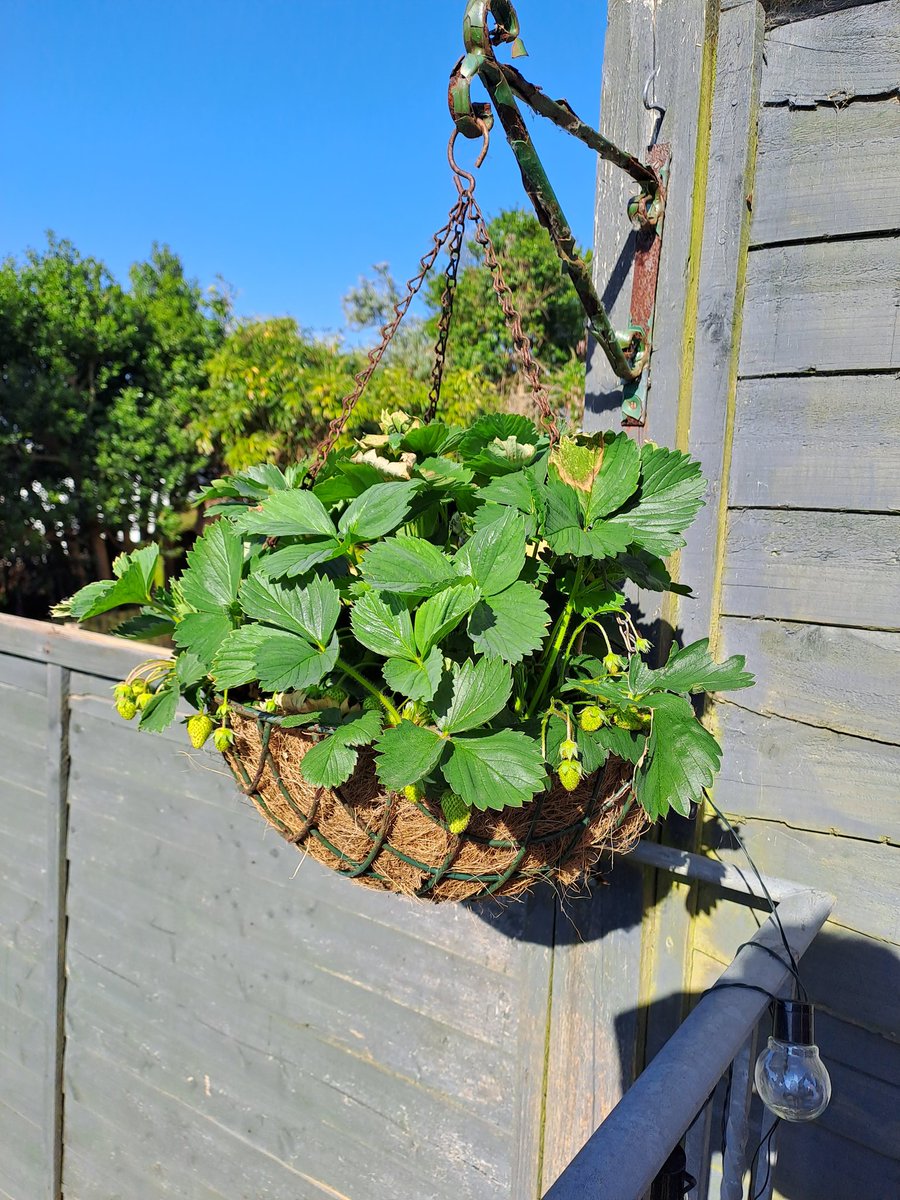 Got a good crop of basket strawberries coming. @GWmag @_houseandgarden #strawberry #hangingbasket #gardening