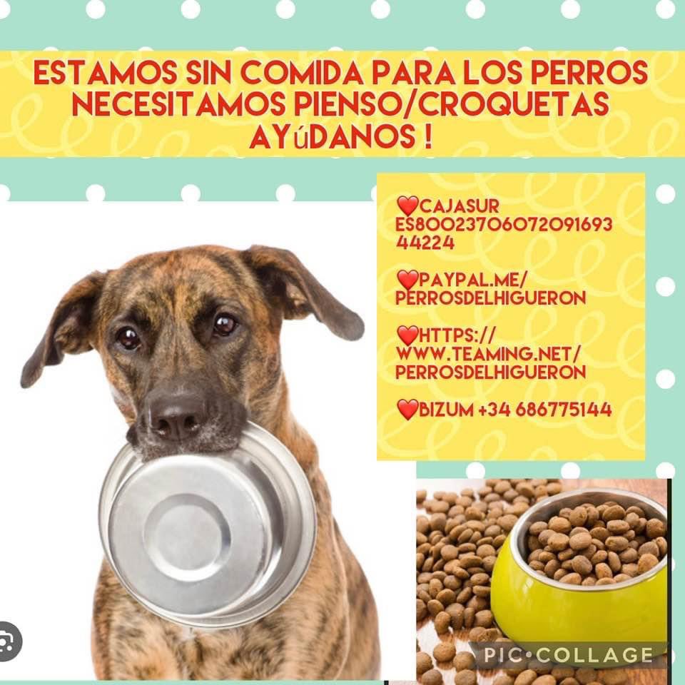 Si no puedes hacerte cargo también puedes echar una mano a sostener este proyecto con tan solo 1 euro al mes en <a href="/Teaming/">Teaming</a>, su cuenta es  teaming.net/perrosdelhigue…