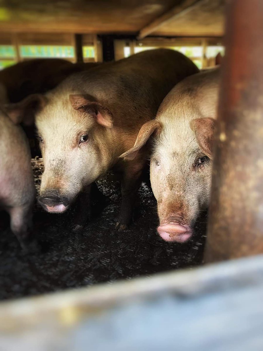 Mancpigsave's tweet photo. "Sweet young piglets in their last momentsโฆtoday at Pilgrims Pride"
#govegan #bacon #gaschamber #slaughter #pigs #humaneslaughter #plantbasedtreaty https://t.co/q9Ph9V6rFG