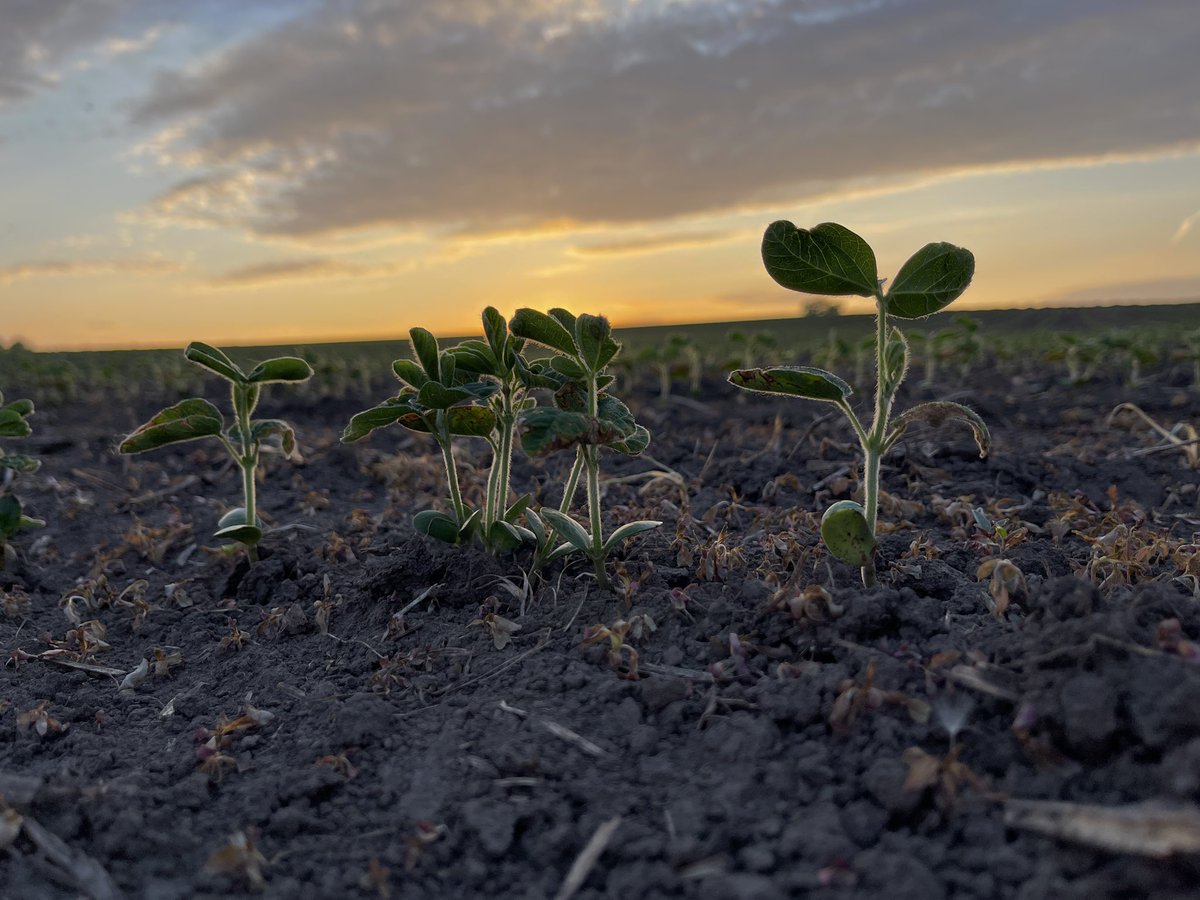 TheDirtKeepers's tweet photo. At the edge of our fear. Is learned experience. In the horizon. Every day. #BeLikeAFarmer https://t.co/ghXIXth42i