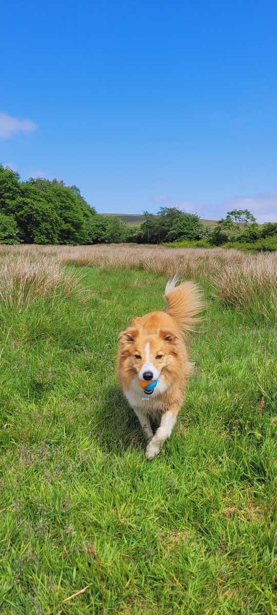 jacquihill18's tweet photo. Just loving this beautiful weather ๐ @MarkPerks2021 @BleakholtUK @BCTGB #dogs #WELSHCOLLIE https://t.co/1ltRzl1keC