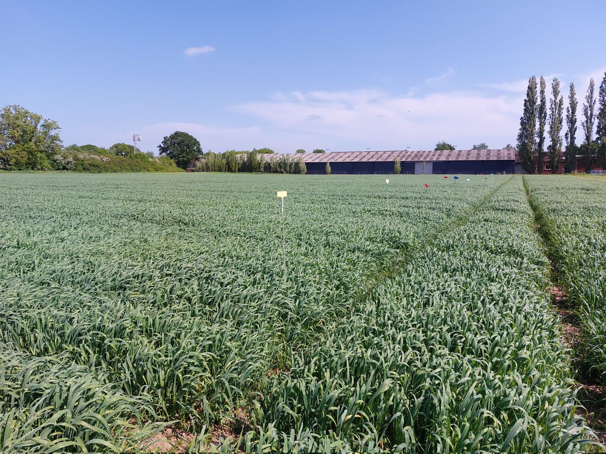 What a lovely view! #springoats are growing well at our long-term Traffic x Tillage experiment <a href="/HarperAdamsUni/">Harper Adams University</a> 🌾