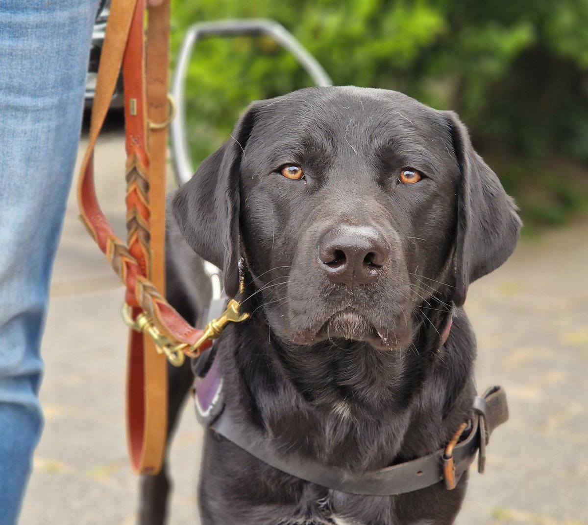 Rondje Ouderkerk met Parson..
@KNGFGeleidehond 
#KngfGeleidehonden #LoveMyJob #Guidedog #Geleidehond