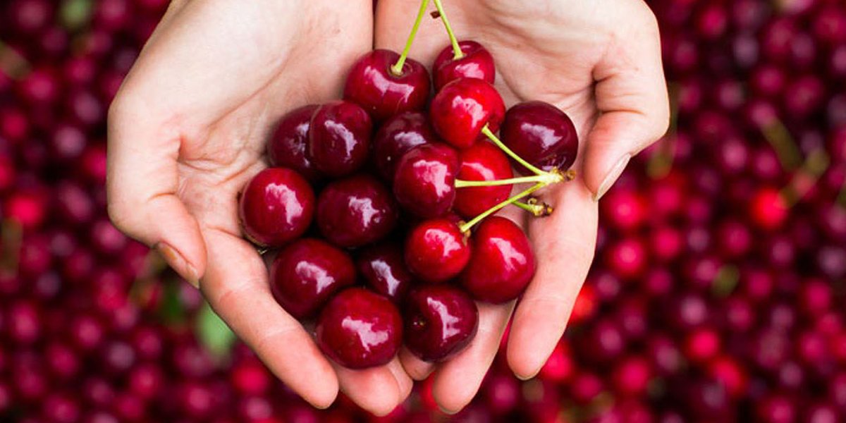 Con la bella stagione arrivano anche loro: rosse, succose, dolcissime e... una tira l'altra!!! 
E' tempo delle Ciliegie di Marostica IGP 

🍒 bit.ly/3MMZsLv 🍒

#VisitVeneto 

📸 Foto Pedemontana Vicentina