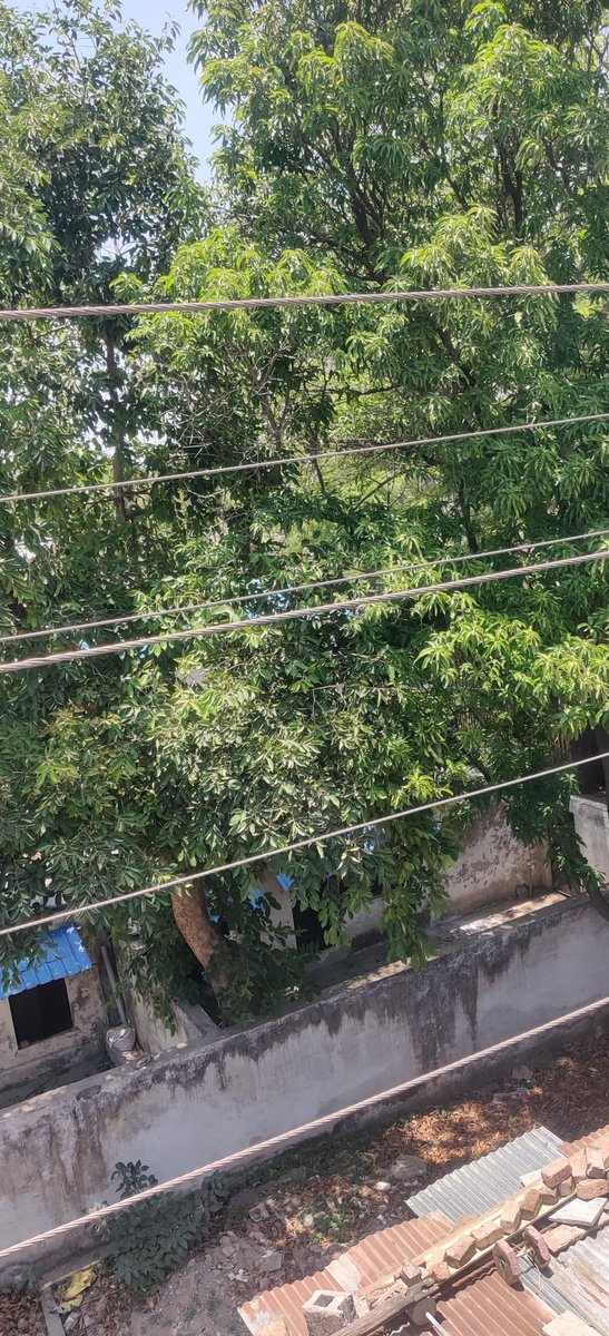 Moin66690's tweet photo. आज पंडित रविशंकर शुक्ला नगर में पहले की तरह फिर से हाय टेंशन लाइन की वजह से भीषण आग लगी कई बार नगर निगम और अन्य टीम को अवगत कराने के बाद भी इसपर कोई कार्यवाही नही हुई इससे पहले भी इस लाइन से कई जान जा चुकी है आज फिर आग लगने की वजह से कई नुकसान हुआ। @collector_dewas https://t.co/PyPAhgZFrs
