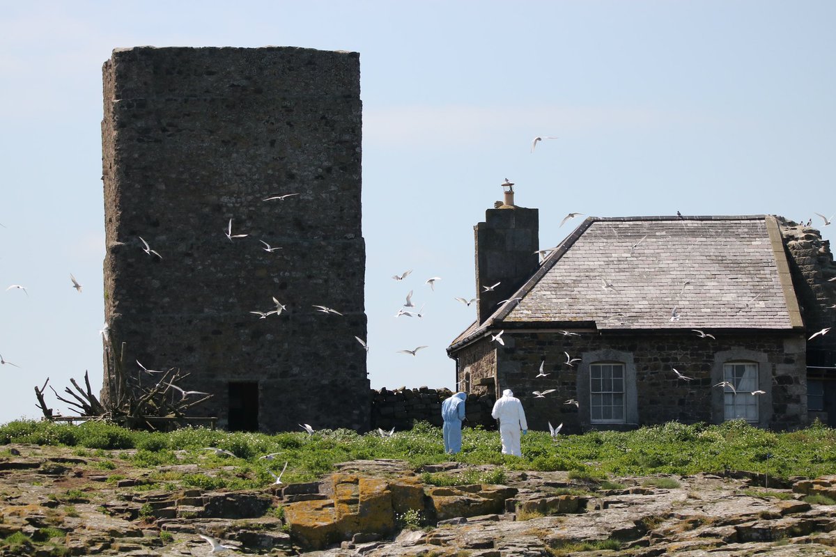 Had a great trip with @thefarneislands  around the Farne Islands on Tuesday. The @NTFarneIslands is where I first joined the @nationaltrust thanks to @JCTravelography . Great views of loads of wildlife but the puffins always steal the show! #farneislands #morrisfamilyholiday