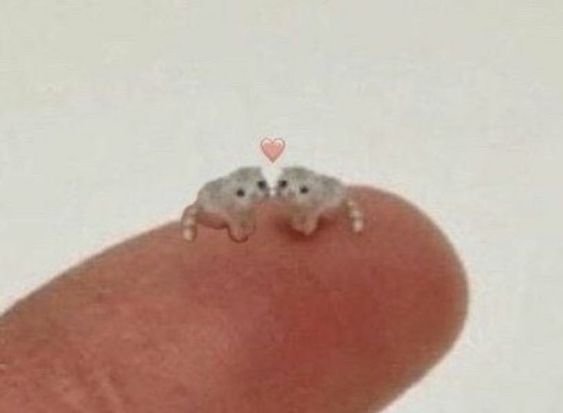 aptal seninle boyle olabilirdik