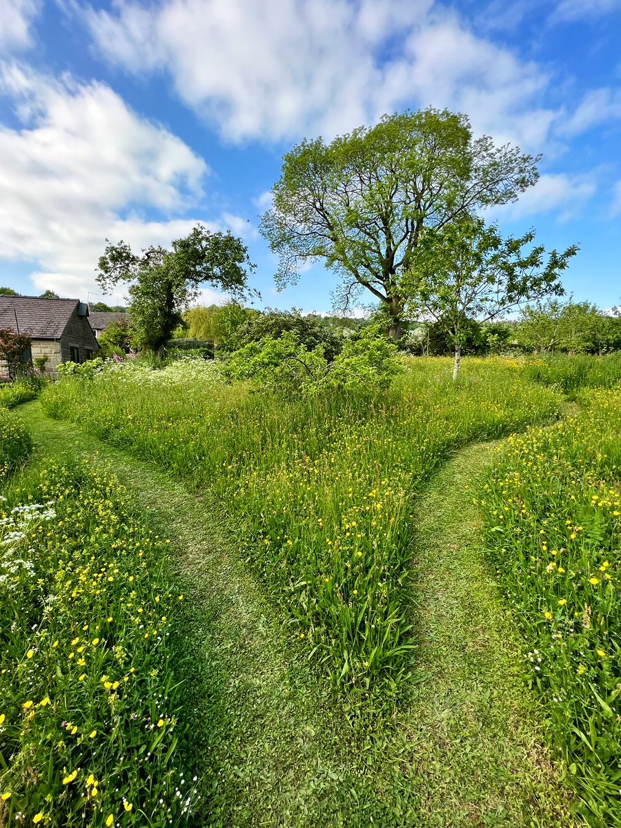 For those of you who have ventured for the first time into #NoMowMay, hats off to you. However, don’t cut yet - the best is yet to come! So many of our #wildflowers are still to flower. More importantly, our grass loving #butterflies are yet to emerge as we head into June and