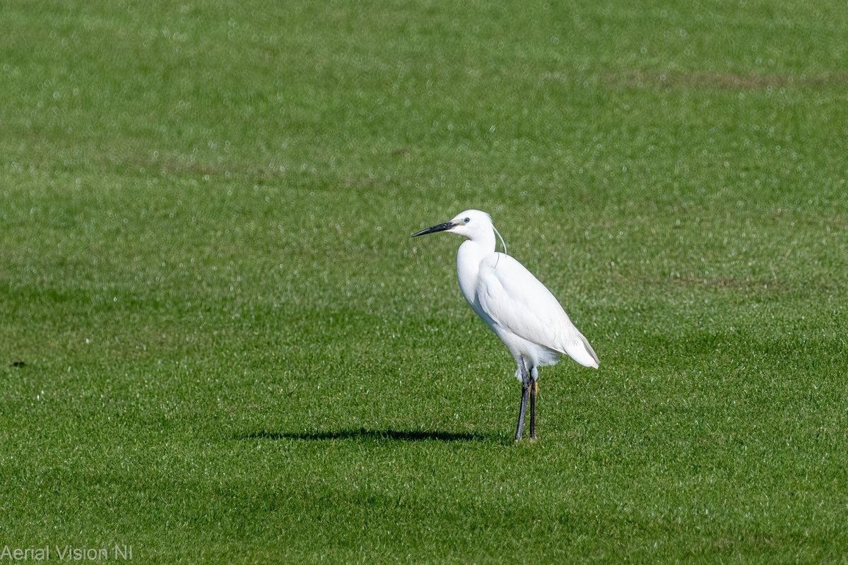 The River Roe is one of many rivers which feed into Lough Foyle. The rail bridge spanning the Estuary connects Londonderry with Coleraine and Michael Palin described it as one of the most beautiful rail journeys in the world, I can't think why! Little Egrets close by at Myroe