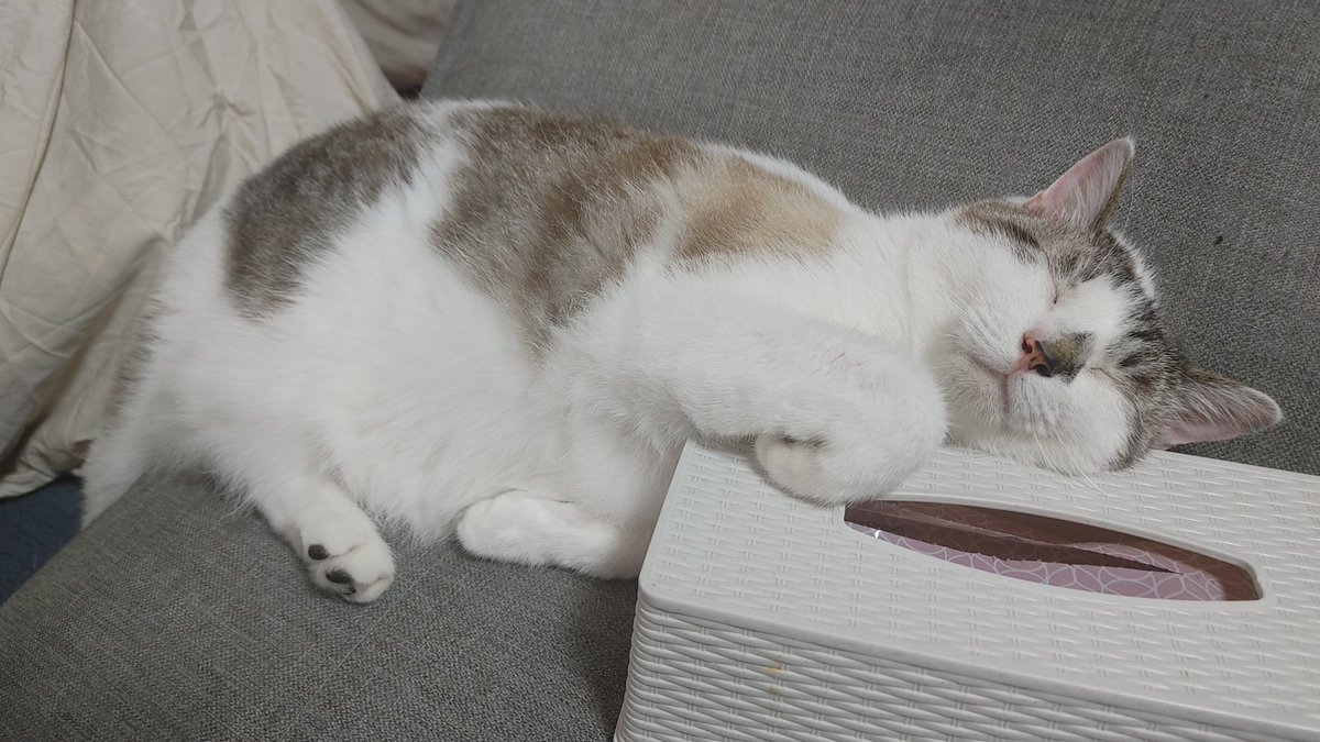 枕の使いこなし術が人間相当ですねぇ