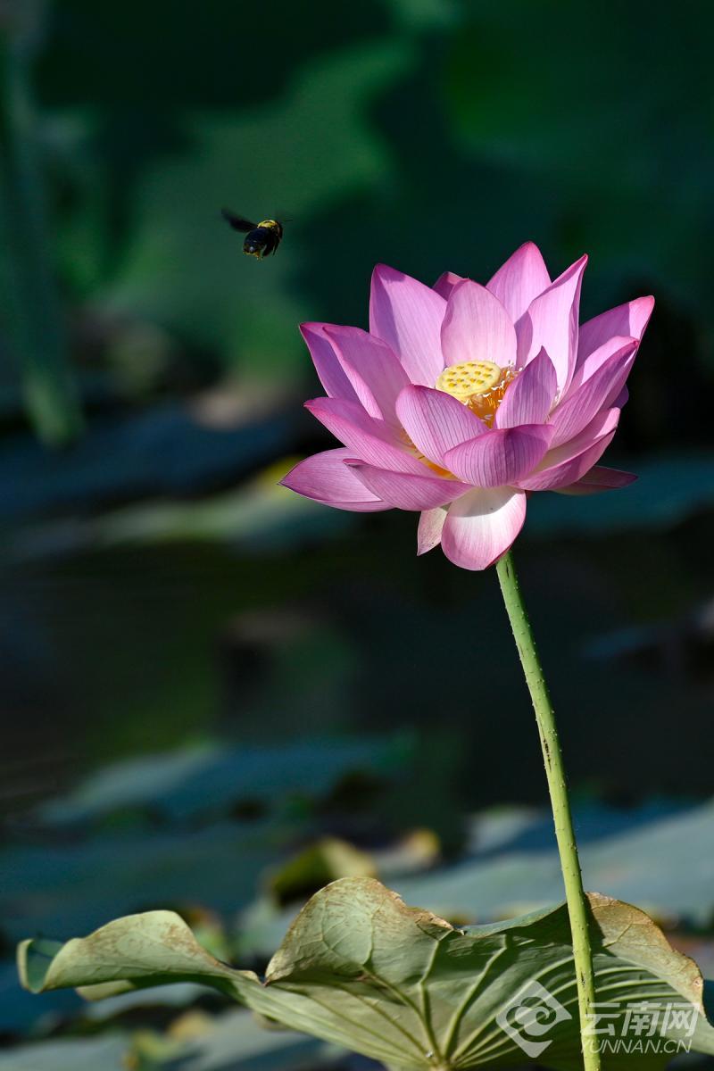 #Lotus begins to bloom in Nnajian, #Dali.  #glamoryunnan  #FLOWER