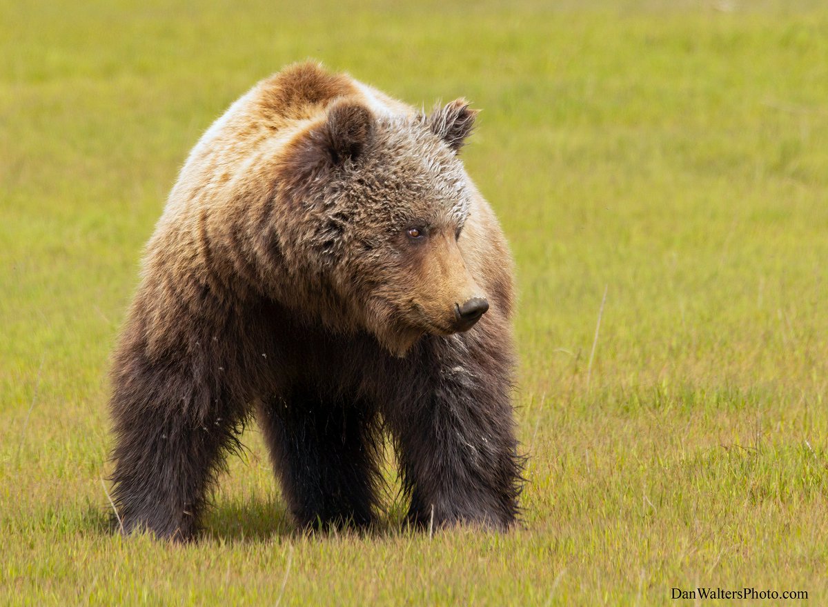 Beautiful morning photographing the brown bears at Lake Clark National Park. Our group had a fun morning with Lisa Langell during the Magic of Alaska workshops.
Canon R6
Tamron 150-600 G2
1/800 f/8 ISO 800
#Alaska #withmytamron #tamronusa #tamron