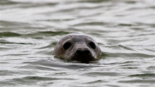 It's a great time to see the seals in The Wash with Searles Sea Tours. Check them out visitnorfolk.co.uk/attraction_act…